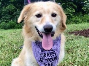 ragtag golden retriever rescue