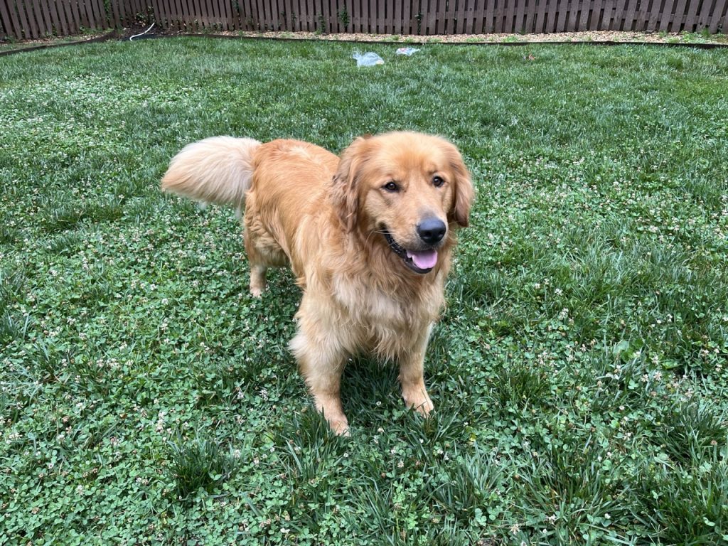 Gunner Boy 2603025 - 3