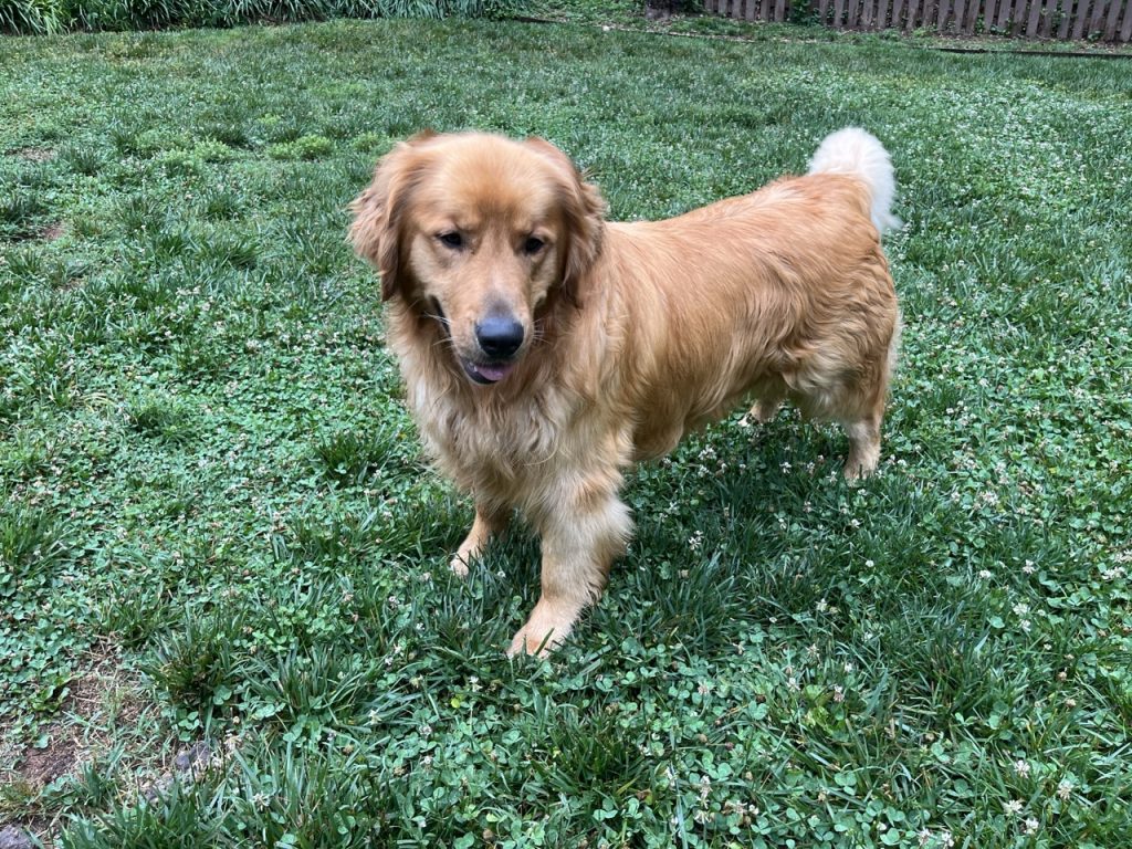Gunner Boy 2603025 - 4