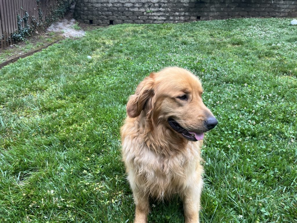 Gunner Boy 2603025 - 5