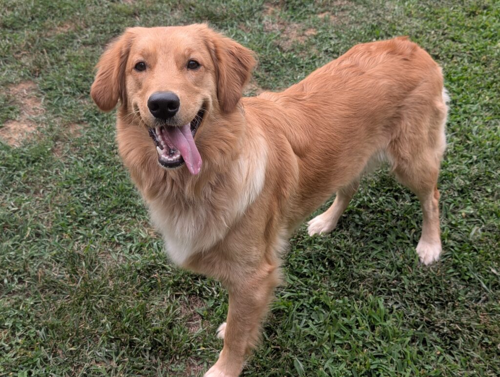 Chesney 2607059 - 3