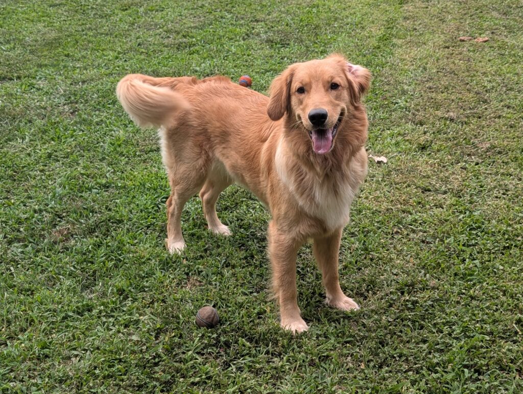 Chesney 2607059 - 8
