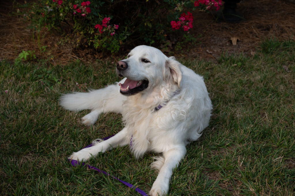 Loki 2607060 - 5