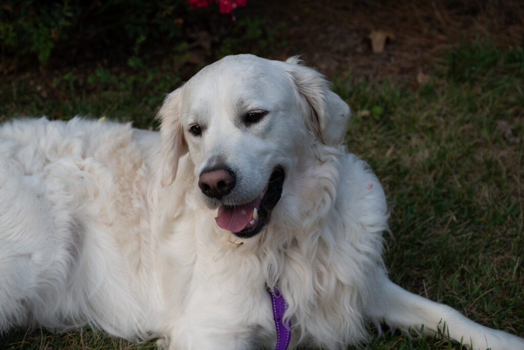 Loki 2607060 - 6