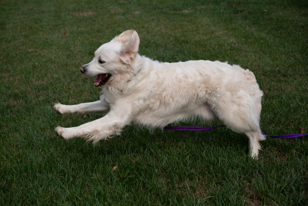 Loki 2607060 - 8