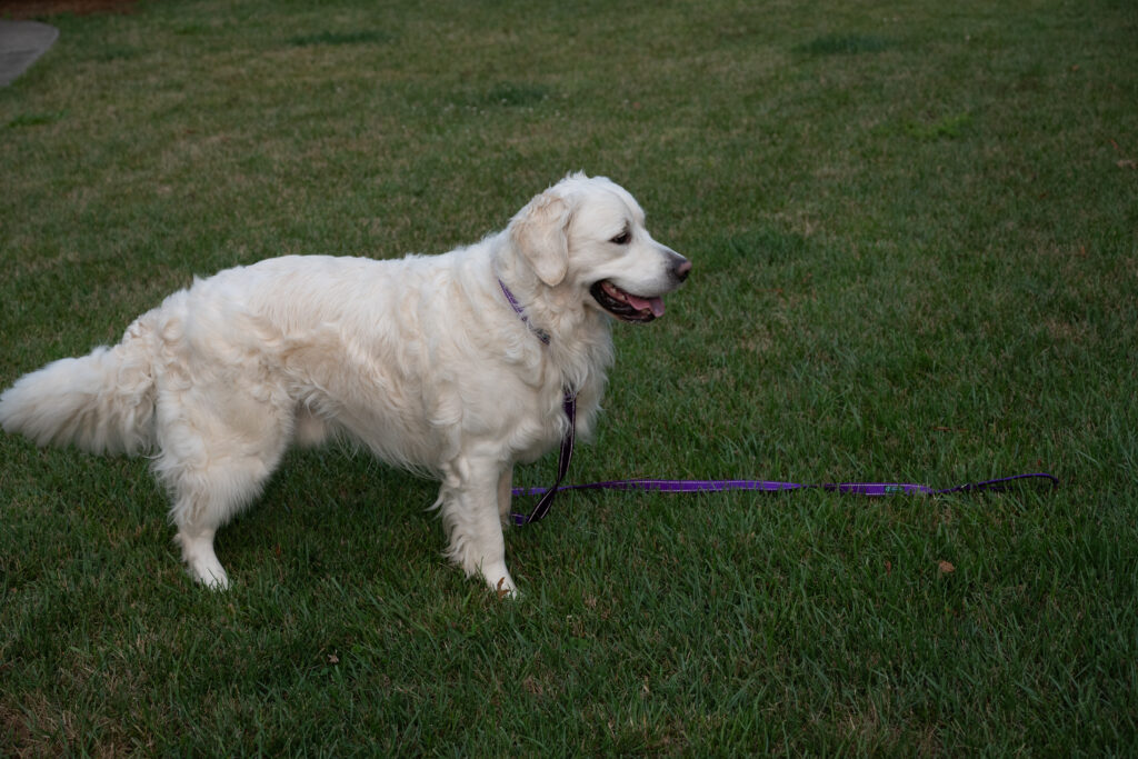 Loki 2607060 - 9