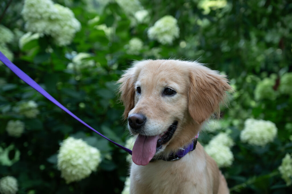 Lucy Lu 2607058 - 3