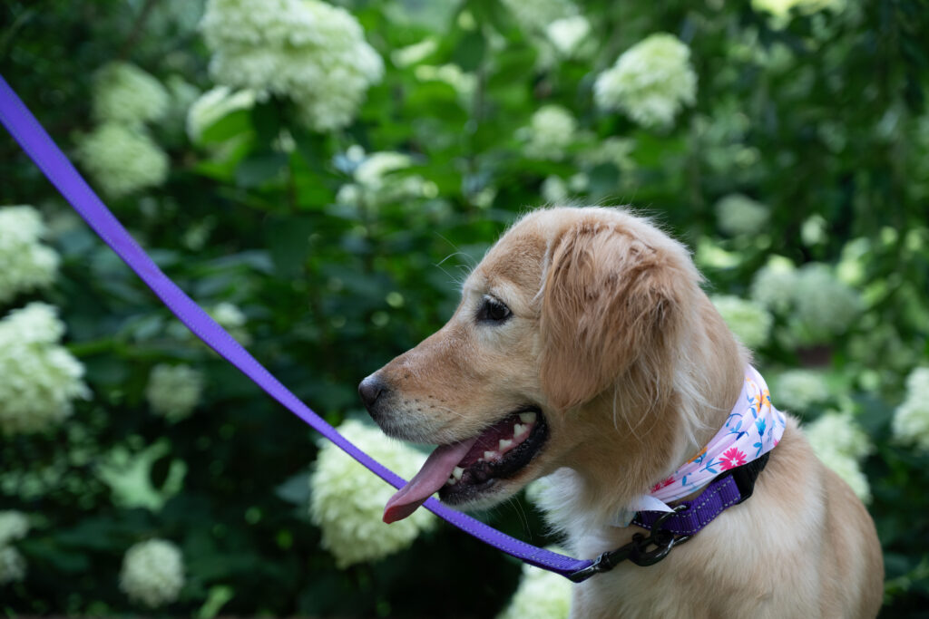 Lucy Lu 2607058 - 4