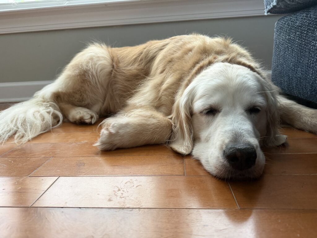Molly 2606056 - 6