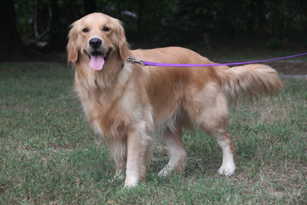 Oliver 2606055 - 7
