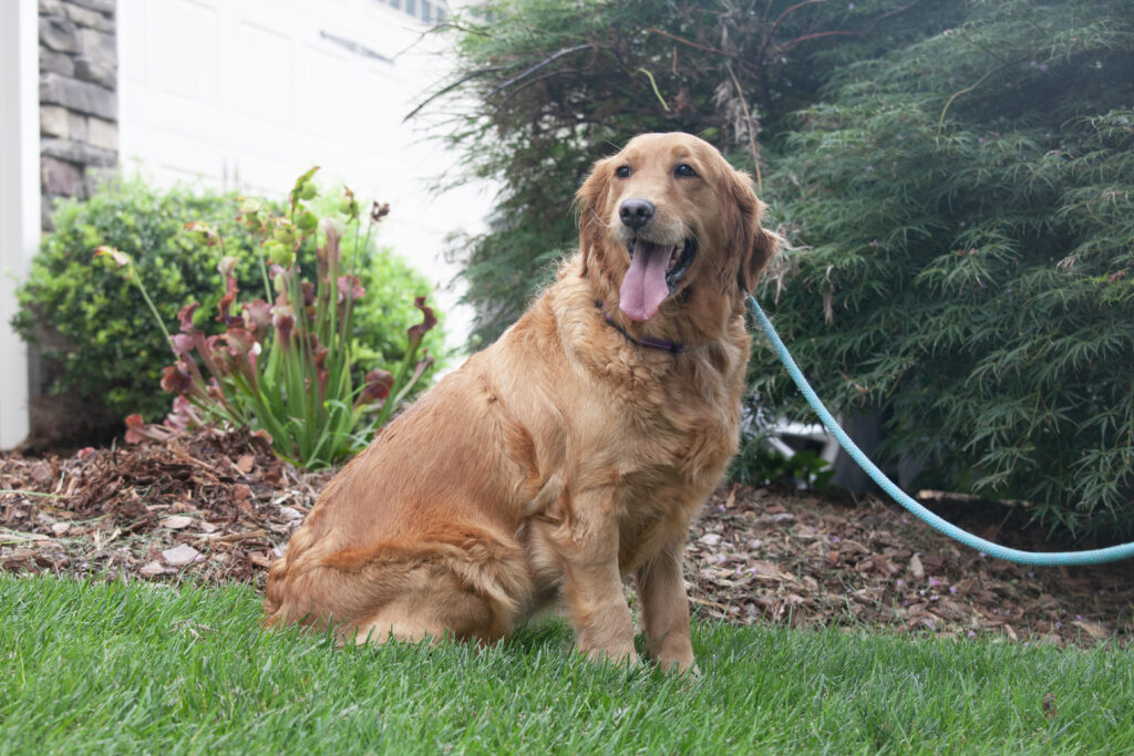 Lucy 2605038 - 17