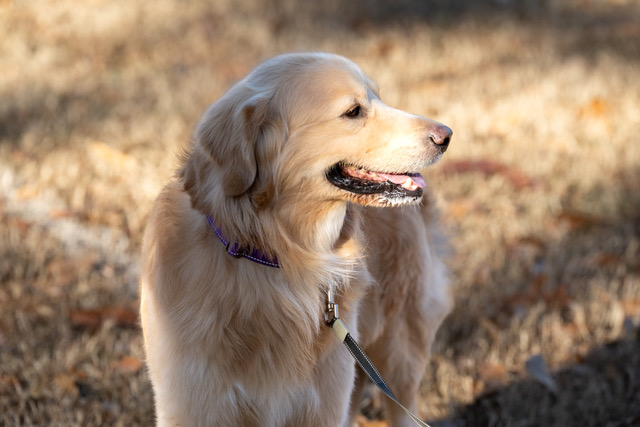 Buddy-252217-6