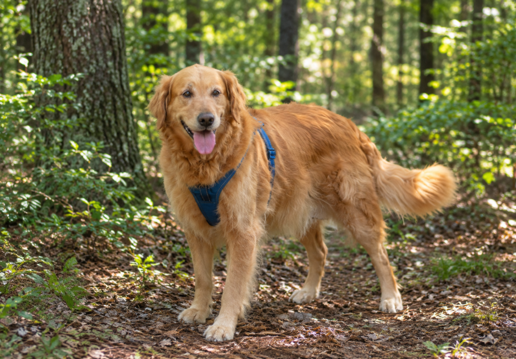 Ellie 2609071 - 1a