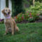 Lucy Lu