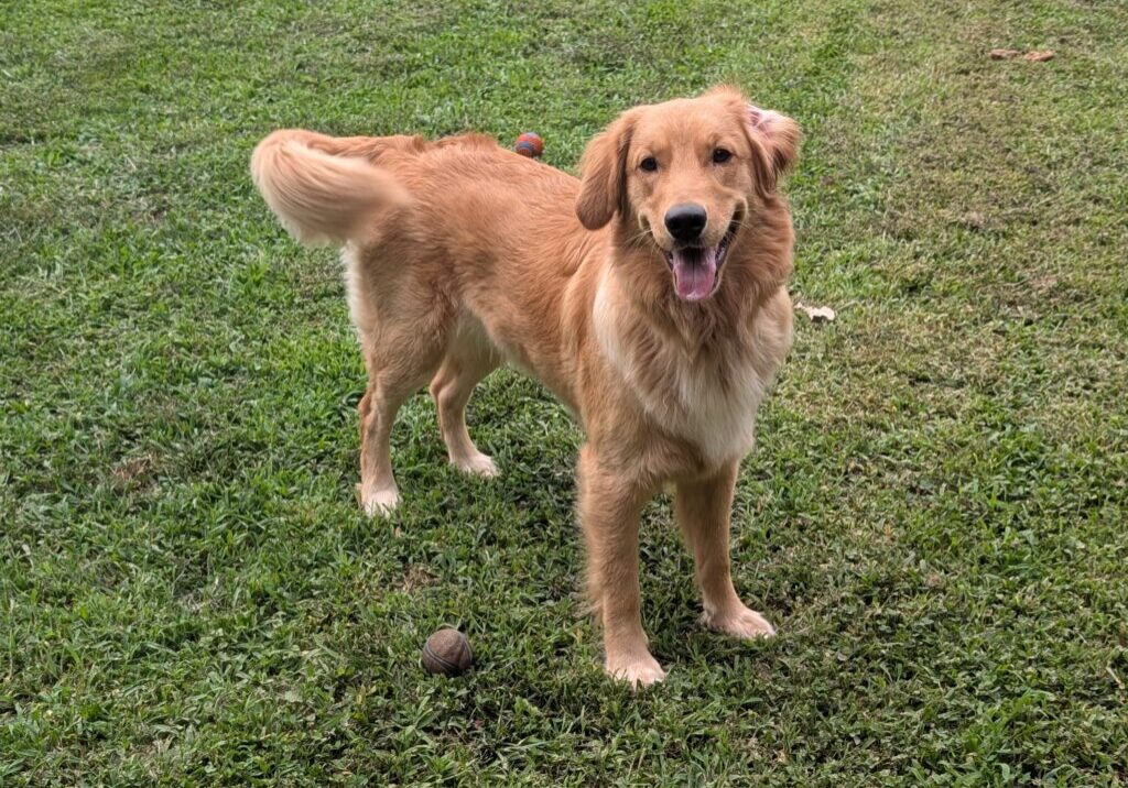 Chesney 2607059 - 8