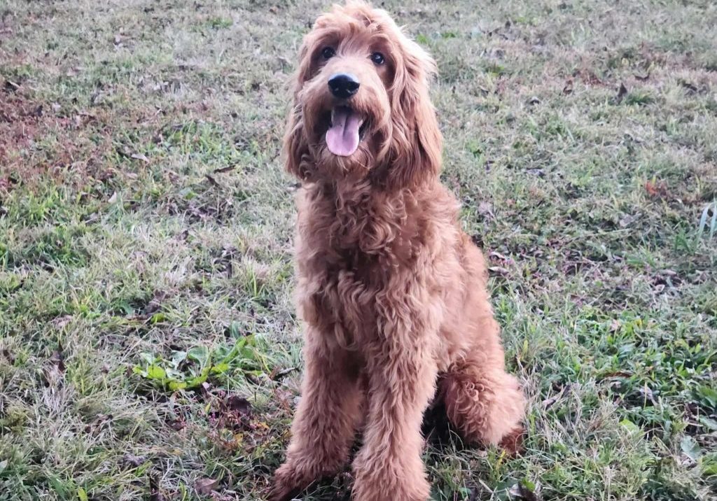 Milo 250769 - 4 Milo 250769 - 4