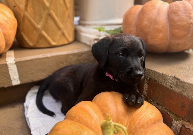 Laney - IMG_2435